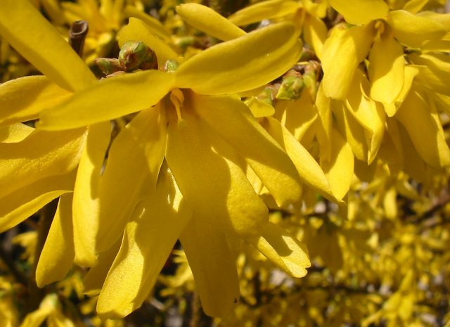 Forsythia intermediate: Spectabilis, Linwood, Goldzauber