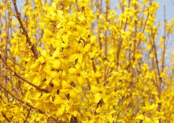 Forsythia intermediate: Spectabilis, Linwood, Goldzauber