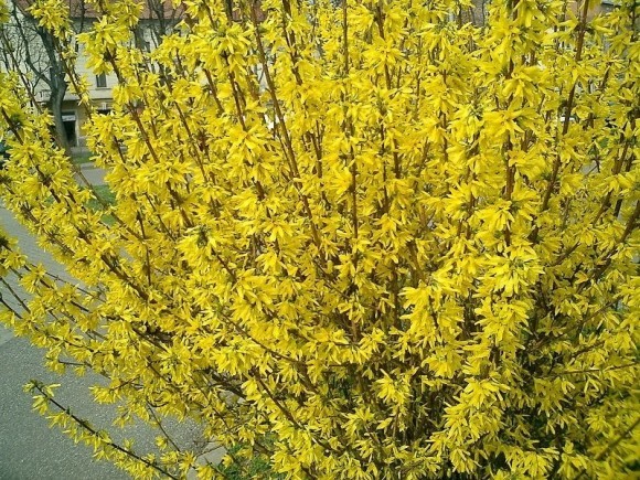 Forsythia intermediate: Spectabilis, Linwood, Goldzauber