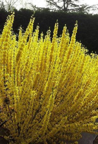 Forsythia intermediate: Spectabilis, Linwood, Goldzauber