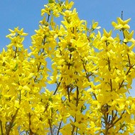 Forsythia intermediate: Spectabilis, Linwood, Goldzauber