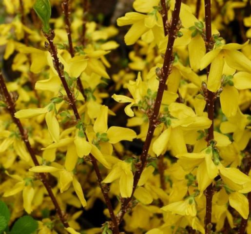 Forsythia intermediate: Spectabilis, Linwood, Goldzauber