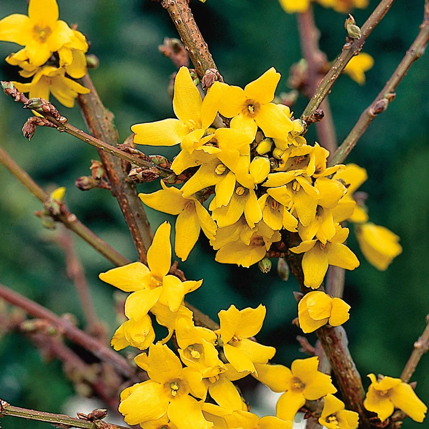 Forsythia intermediate: Spectabilis, Linwood, Goldzauber