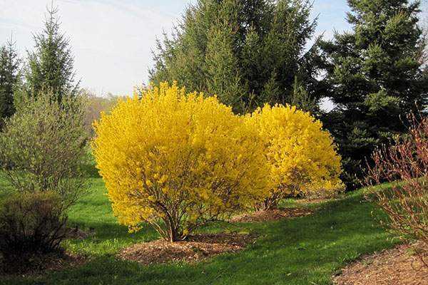 Forsythia Linwood