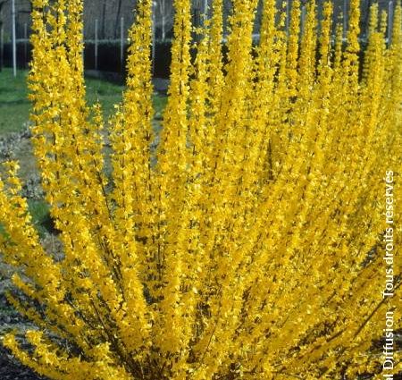 Forsythia Linwood