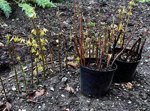 Forsythia Linwood