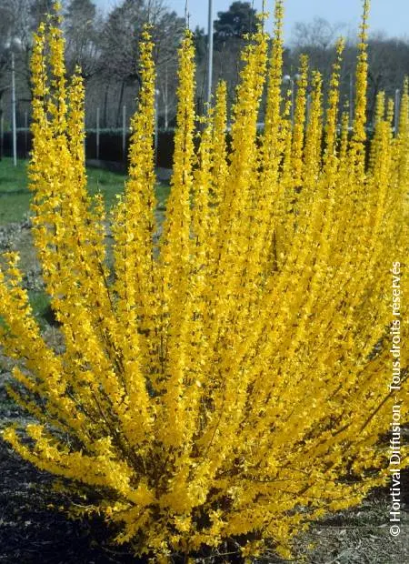 Forsythia Linwood