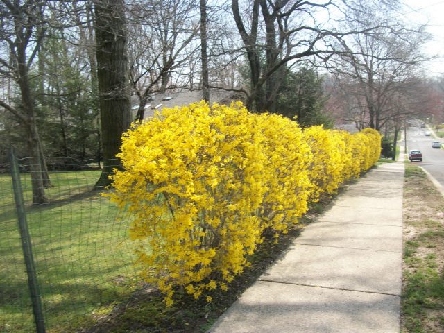 Forsythia medium yellow: Beatrix Farrand, Minigold, Goldrauch