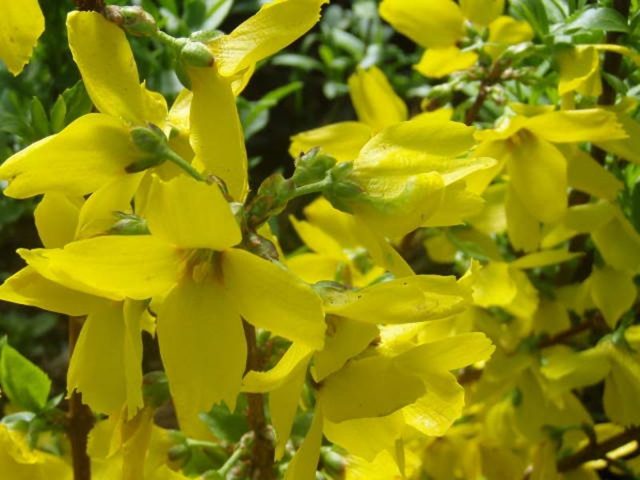 Forsythia medium yellow: Beatrix Farrand, Minigold, Goldrauch