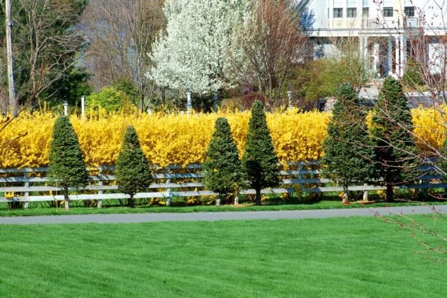 Forsythia medium yellow: Beatrix Farrand, Minigold, Goldrauch