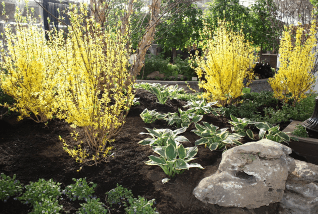 Forsythia medium yellow: Beatrix Farrand, Minigold, Goldrauch