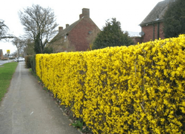 Forsythia medium yellow: Beatrix Farrand, Minigold, Goldrauch