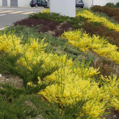 Forsythia medium yellow: Beatrix Farrand, Minigold, Goldrauch