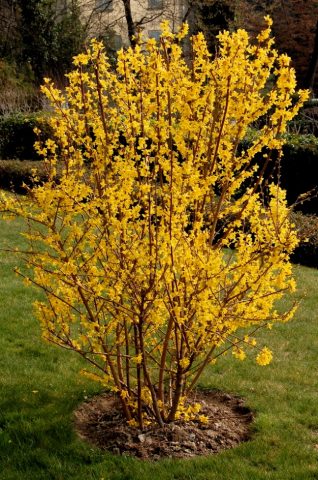 Forsythia medium yellow: Beatrix Farrand, Minigold, Goldrauch