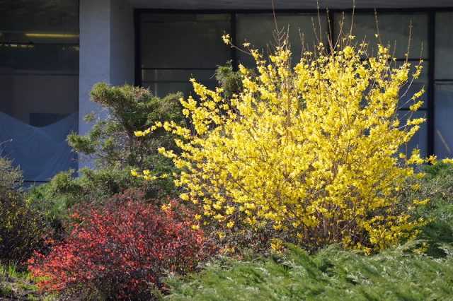 Forsythia medium yellow: Beatrix Farrand, Minigold, Goldrauch