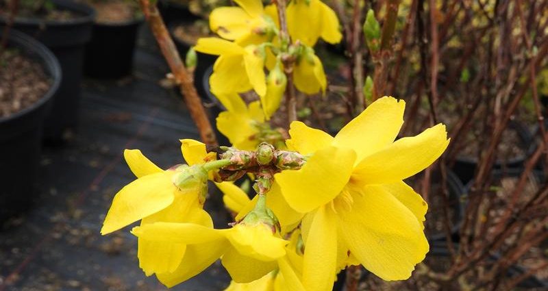 Forsythia medium yellow: Beatrix Farrand, Minigold, Goldrauch