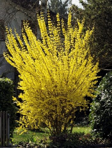 Forsythia medium yellow: Beatrix Farrand, Minigold, Goldrauch