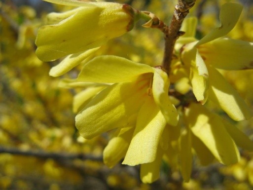 Forsythia: photo and description