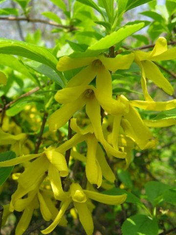 Forsythia: photo and description