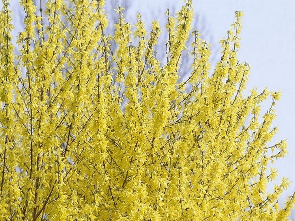 Forsythia: photo and description