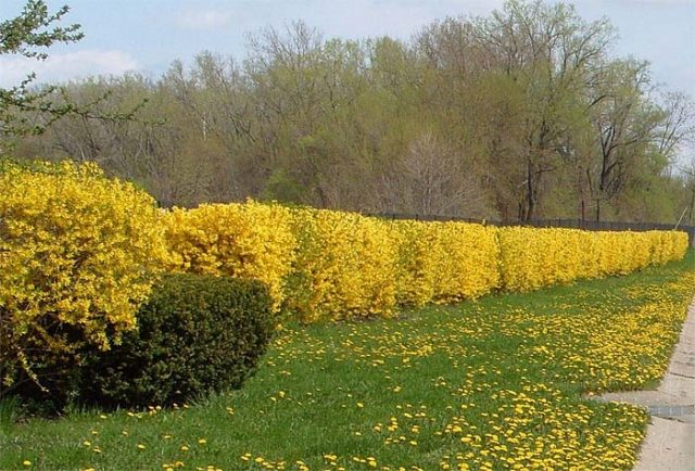 Forsythia: photo and description