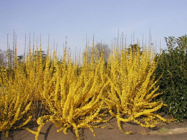 Forsythia: photo and description