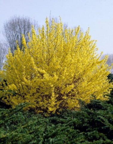 Forsythia: photo and description