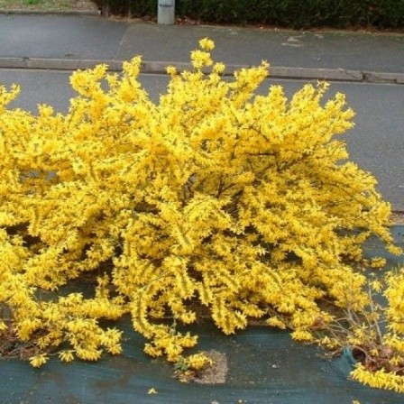 Forsythia: photo and description