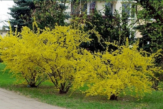 Forsythia: photo and description