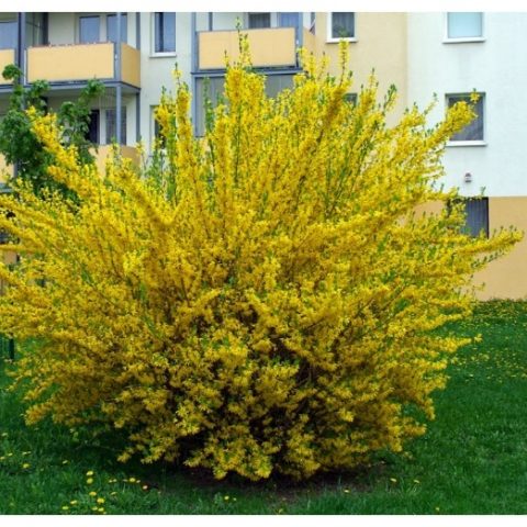 Forsythia: photo and description