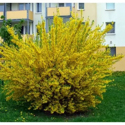 Forsythia: photo and description