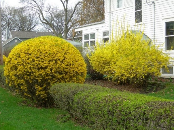 Forsythia: photo and description