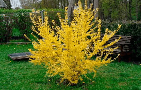 Forsythia: photo and description