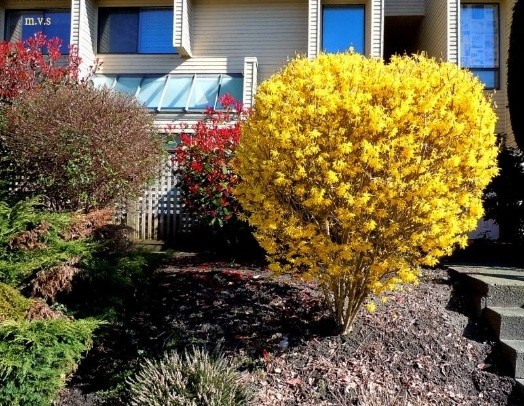 Forsythia: photo and description