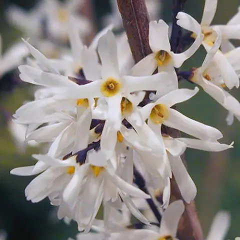 Forsythia: photo and description