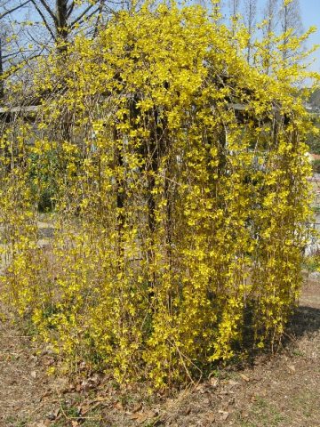 Forsythia: photo and description