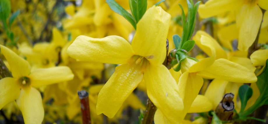 Forsythia: photo and description