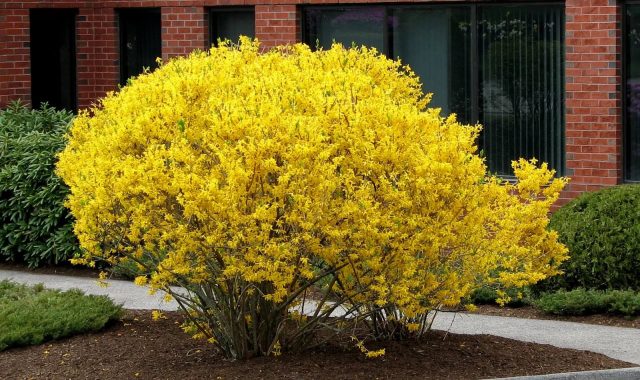 Forsythia: planting and care, preparation for winter, when to prune