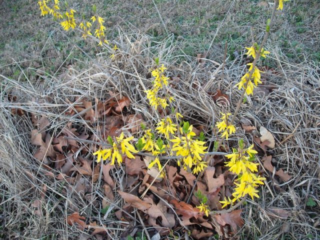 Forsythia: planting and care, preparation for winter, when to prune