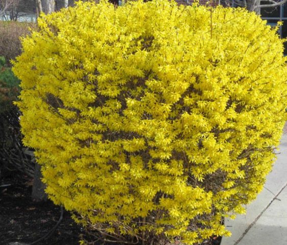 Forsythia: planting and care, preparation for winter, when to prune