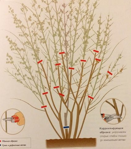 Forsythia: planting and care, preparation for winter, when to prune