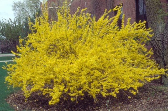 Forsythia: planting and care, preparation for winter, when to prune