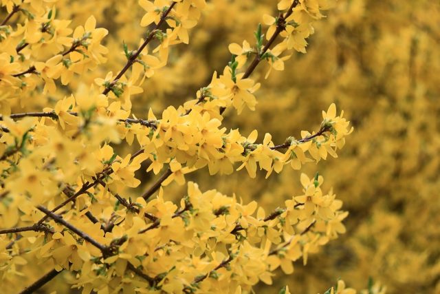 Forsythia: planting and care, preparation for winter, when to prune