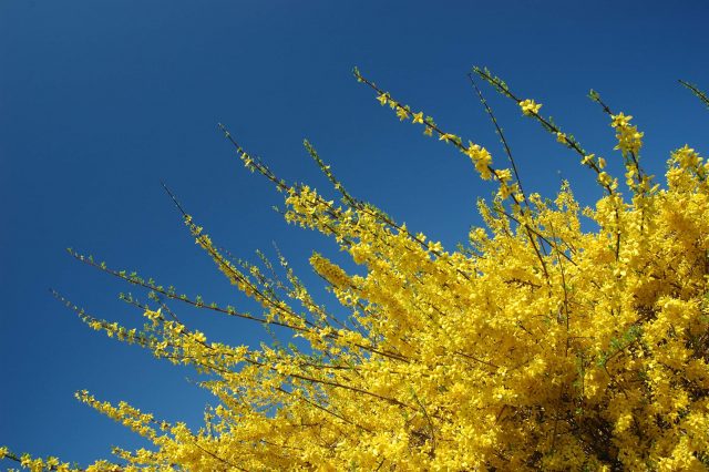 Forsythia: planting and care, preparation for winter, when to prune