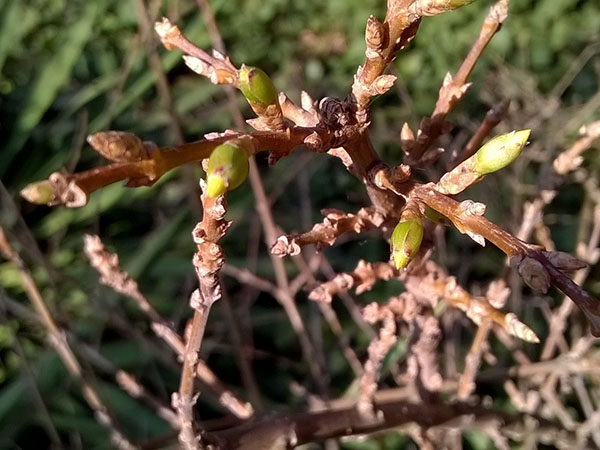 Forsythia: planting and care, preparation for winter, when to prune