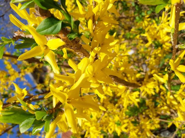 Forsythia: planting and care, preparation for winter, when to prune