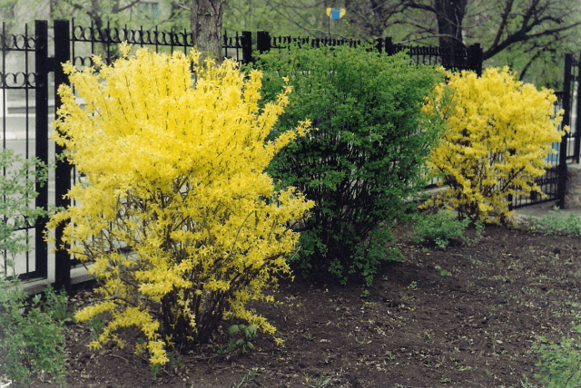 Forsythia: planting and care, preparation for winter, when to prune