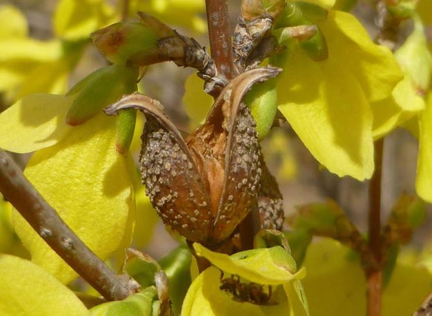 Forsythia: planting and care, preparation for winter, when to prune