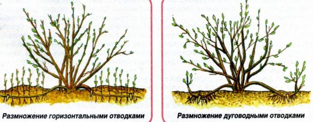 Forsythia: planting and care, preparation for winter, when to prune