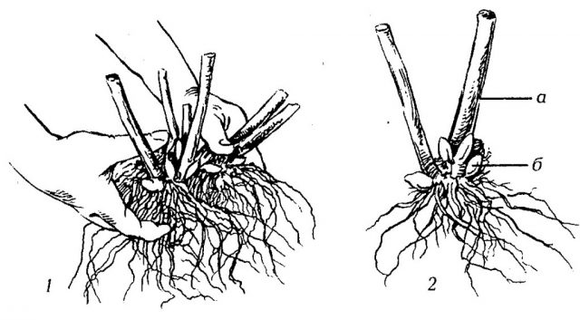 Forsythia: planting and care, preparation for winter, when to prune